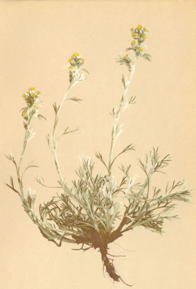 ALPENFLORA ALPINE FLOWERS. Artemisia mutellina Vill-Edelraute 1897 old print